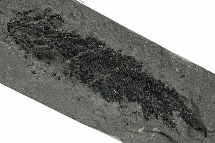 Devonian Lobe-Finned Fish (Osteolepis) Fossil - Scotland #353844